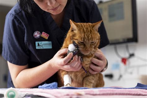The Cat Clinic.